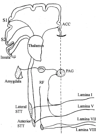 Figure  2.  Three  major  ascending  pathways  that  transmit  nociceptor  information  form  the  spinal  cord  to  higher  cortical  areas  a)  spinothalamic  tract  —  lateral  and  anterior  b)  Spinoreticular  tract  —  initiate  from  spinal  lamina 