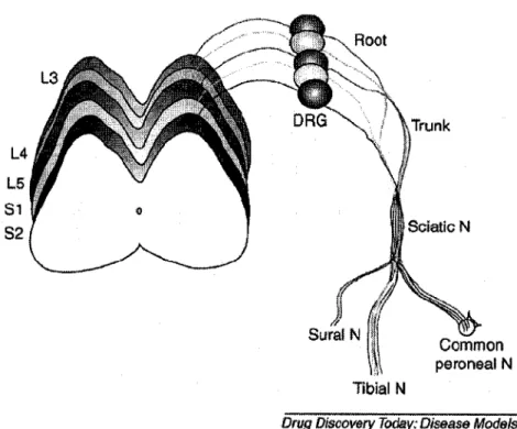 Figure  3.  A  cartoon  representing  sensory  fibers  in  the  lower  limb  peripheral  nerves