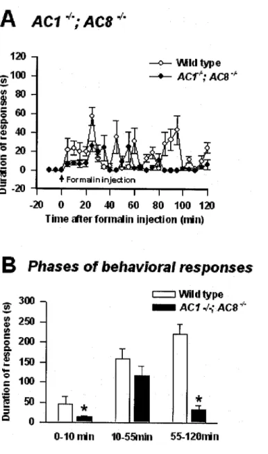 Figure  8.  Effect  of ACI  and  AC8  double  gene  deletion  in  behavioral  responses  to  intramuscular  formalin  in  comparison  with  wild-type  mice 