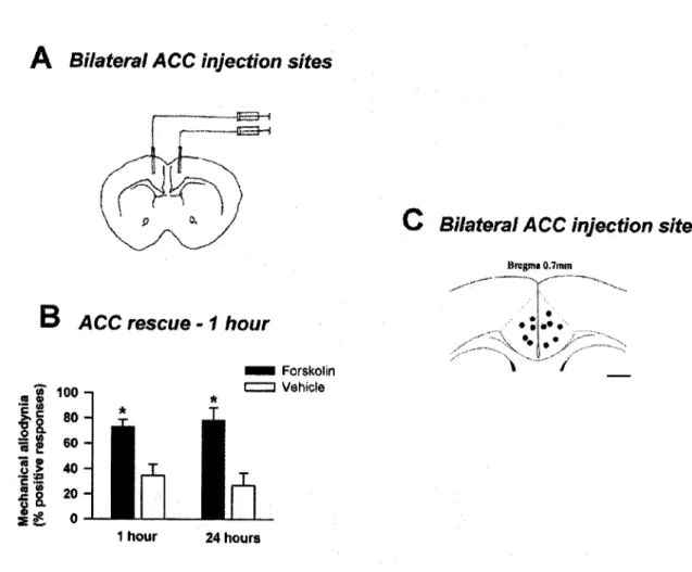 Figure  10.  Activation  of  non-Ca**/calmodulin-stimulated  adenylyl  cyclases  in  the  ACC  in  ACI” ;AC8™ mice  rescues  mechanical  allodynia  on  day  9  after  chronic  muscle  pain  induction 