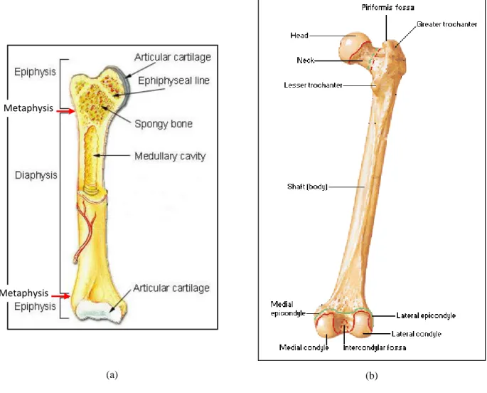 Figure 3.1.4 General Bone Anatomy of (a) long bone [24] and (b) femur (posterior view) [25] 