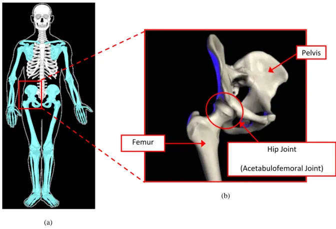 Figure 3.1.5 Hip joint: (a) location of hip joint in coronal view [27], (b) detailed view [26] 