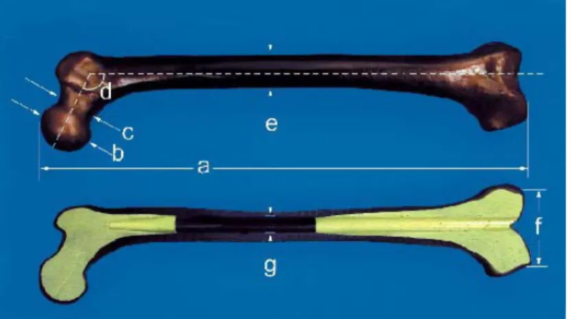 Figure 6.1.1 Large left Fourth Generation Composite Femur [65] 