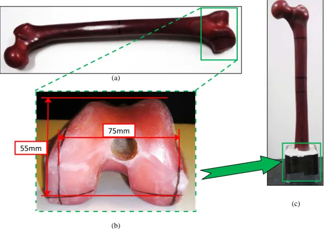 Figure 6.2.1 Distal femur anchoring procedure: (a) Fourth Generation Composite Femur, (b) cut-out  dimension on distal femur, (c) potted femur specimen using anchoring cement