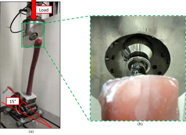 Figure 6.3.2 Axial compression test: (a) experimental set-up of the femur with 15° incline simulating  adduction, (b) detailed view of femoral ball and acetabular cup  