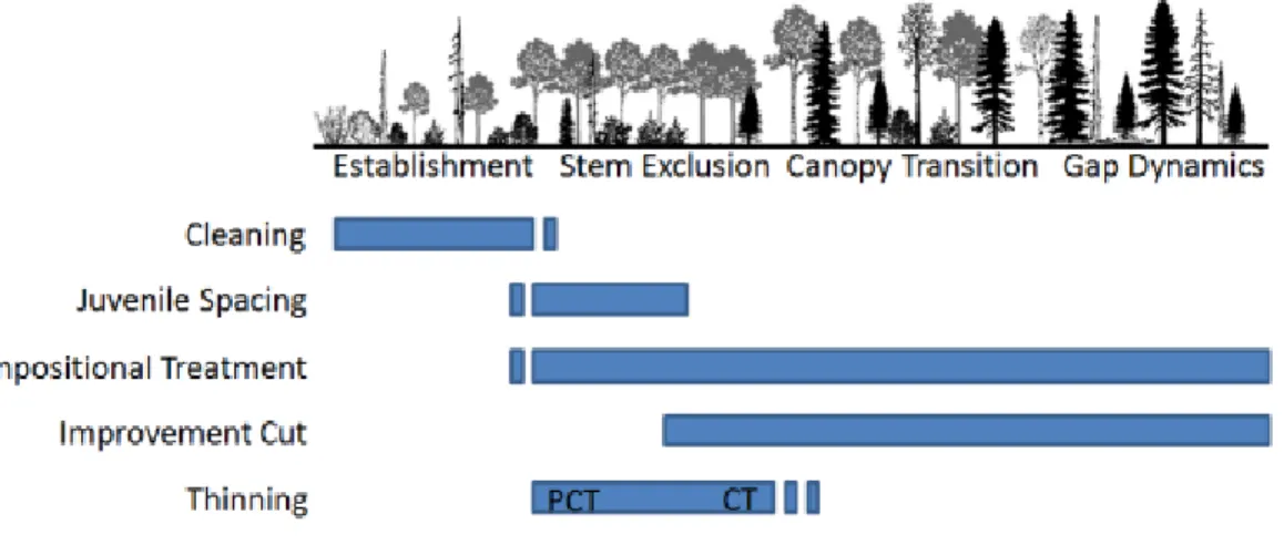 Figure 2. The timeline of thinning treatments in a forest stand, from stand establishment  to gap dynamics