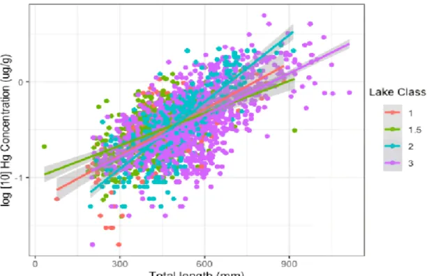 Figure 2. Comparison of log-transformed Hg concentration with total length across lake  classes (R 2  = 0.481)