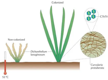 Figure 1. Effects of CThTV and C. protuberata colonisation of D. lanuginosum   Source: Roossinck (2011)