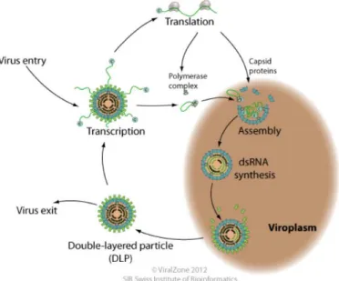 Figure 2. The dsRNA infection and replication process. Source: Hulo et al. (2011) 