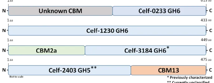 Figure 1.5: Putative native glycoside hydrolase domain architecture as determined by BLAST