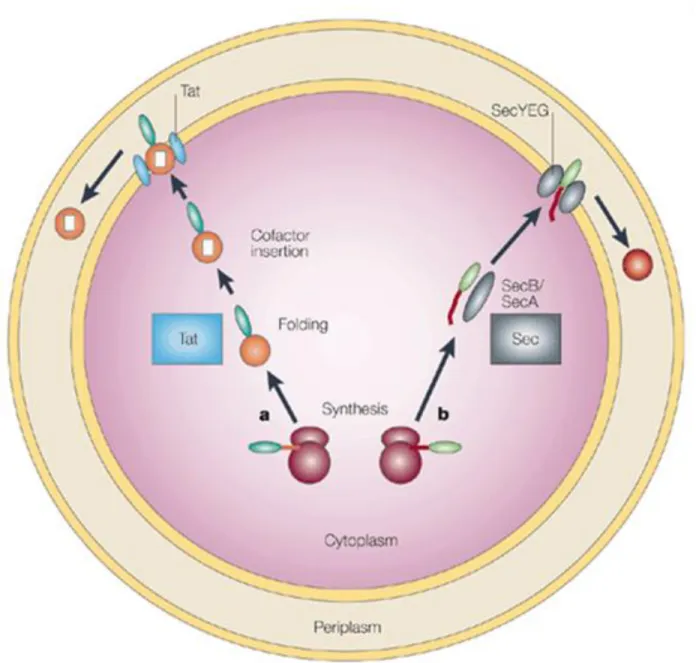 Figure 1.7: Periplasmic localization via Sec-dependent and Tat-dependent transport. The Tat pathway  (A) allows pre-proteins to bind redox cofactors (white square) following synthesis in the cytoplasm