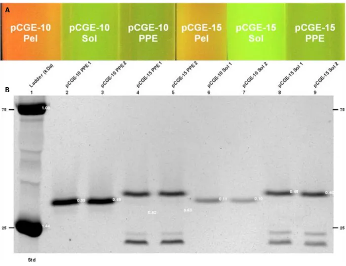 Figure 3.1: Comparison of GFP activity and localization in expression vectors with and without TorA  TAT signal peptide (pCGE-15 and pCGE-10, respectively)