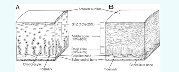 Figure 2-1: A) Schematic of zonal arrangement of chondrocytes within articular cartilage tissue B)  Schematic diagram of zonal arrangement of collagen within articular cartilage tissue [1]