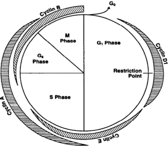 Figure 2-2: Schematic diagram of cell cycle phases and respective cyclin expression in each phase [126]
