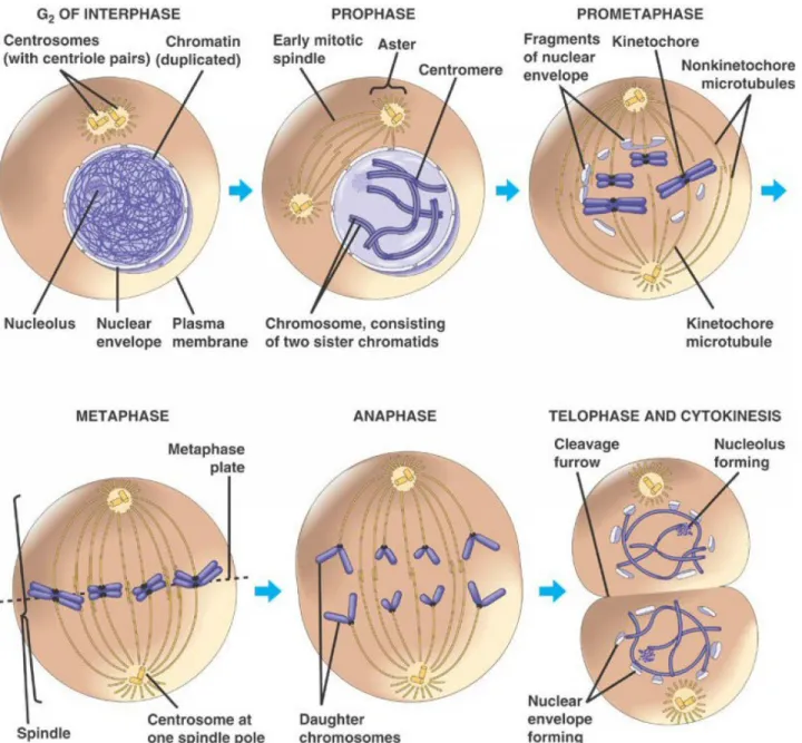 Figure 2-3: Characterization of the phases of mitosis in a eukaryotic cell [139]. 