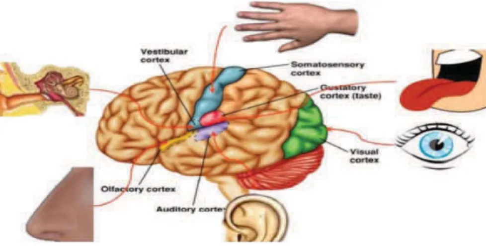 Figure 1.1: The natural multi-modal fusion system-Human Brain