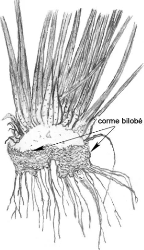 Figure 2. Hémisection de la souche, montrant le corme bilobé (x 1,0). Dessin de G. Bishop.