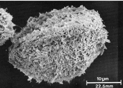 Figure 6. Micrographie électronique à balayage d’une microspore d’Isoetes prototypus (Britton et Goltz, 1991).