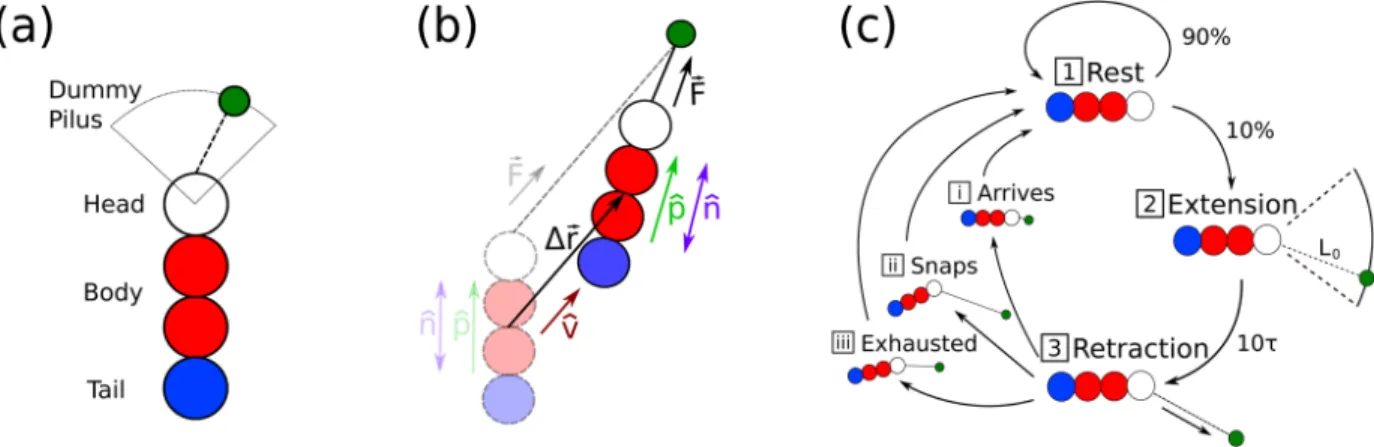 Figure 1.  Schematics describing the twitcher model. (a) Single twitcher discretized into four Langevin  spheres